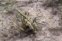 Cleistocactus baumannii RFPA 209.01.jpg